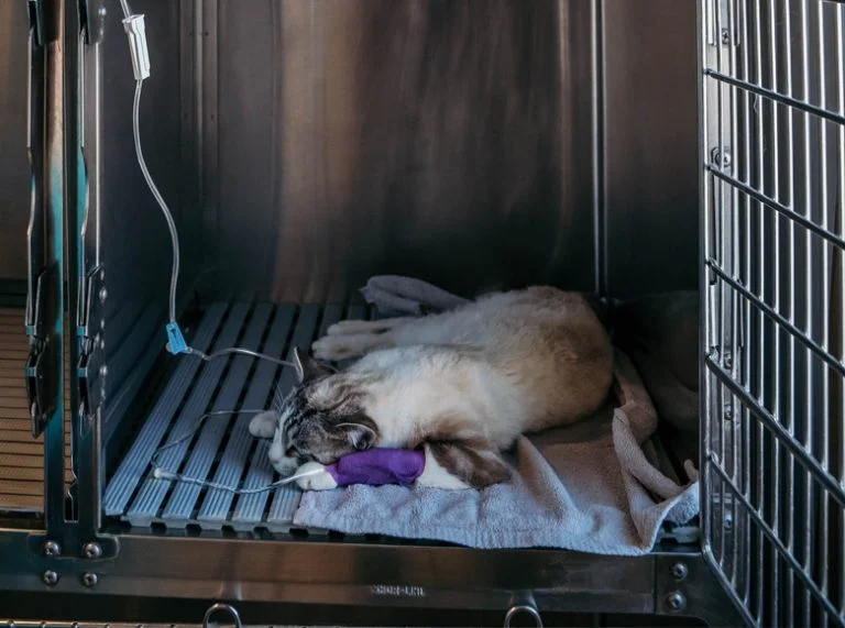 Clinique des Gentianes - hospitalisation