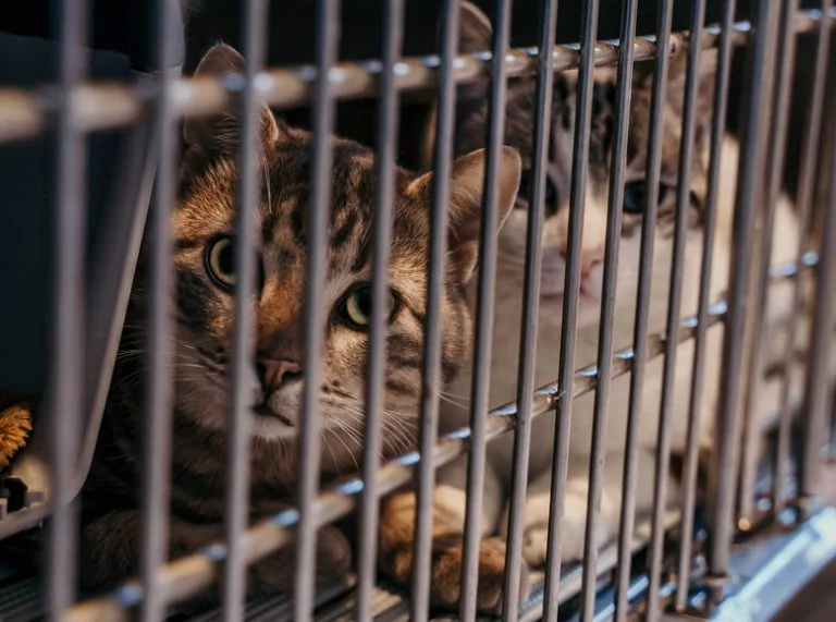 Clinique des gentianes - Isolement des malades contagieux