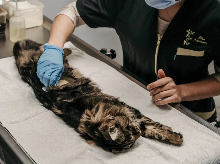 Clinique des Gentianes - salle de préparation