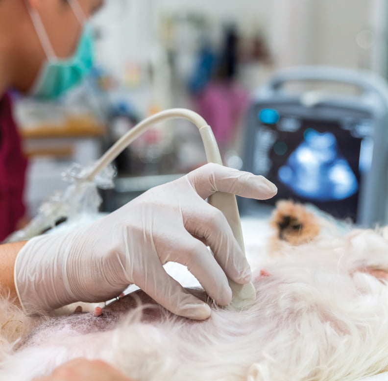 Échographie d'une chienne