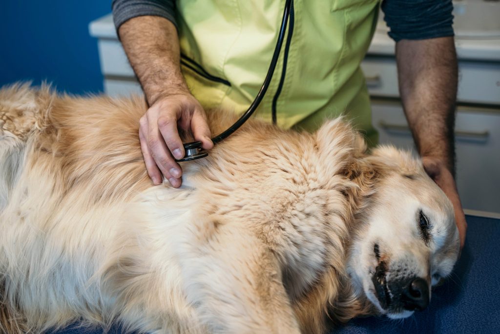 Image d'accueil de la clinique des Gentianes. Auscultation d'un chien malade.