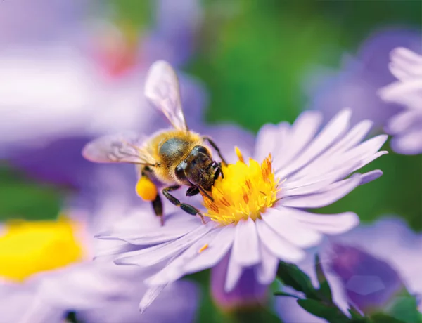 Abeille butinant une fleur