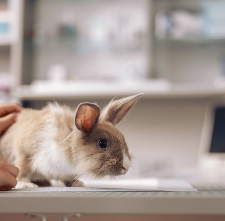 Hospitalisation d'un lapin